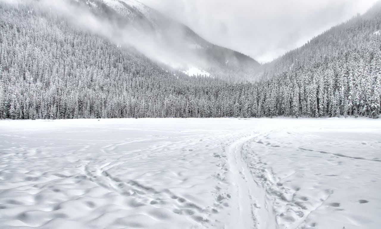 Schneelandschaft Wald Winter Schneearten Was für Arten von Schnee gibt es – Ein kompletter Überblick